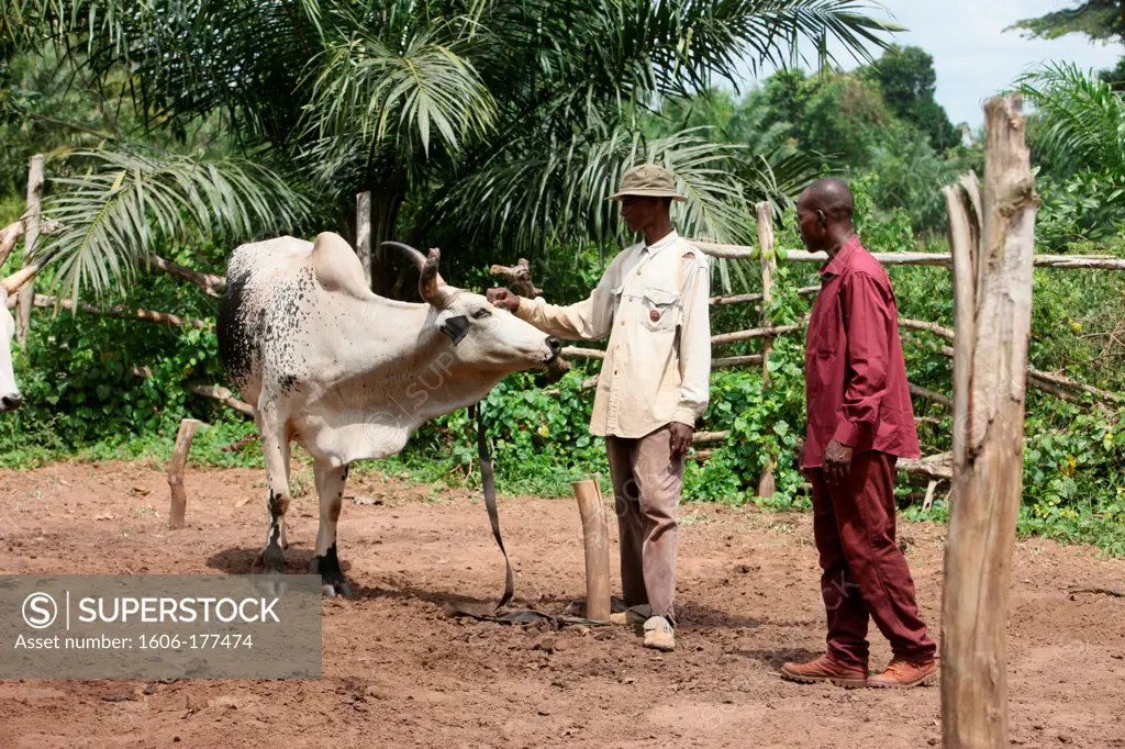 Cattle ranch Tori. Benin.