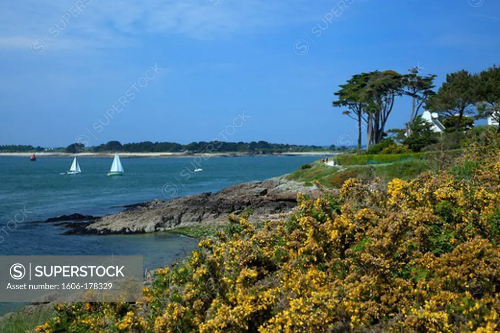 France, Morbihan (56), Gulf of Morbihan, Quiberon Bay, landscape of the coast, to Port Navalo, broom in bloom,