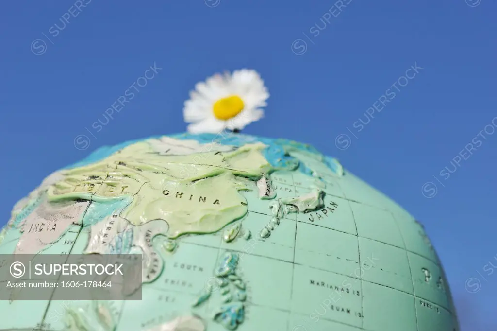 Daisy flower on a  world globe