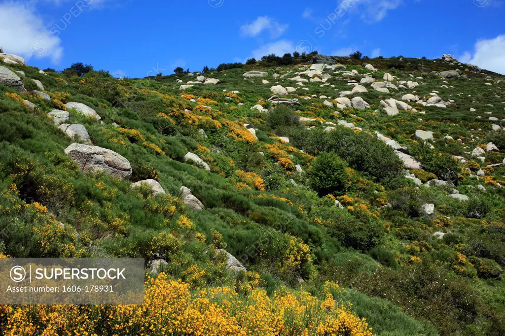 France; Lozère (48), Cevenol landscape in spring, with flowering broom, the slopes of Mont Lozere,