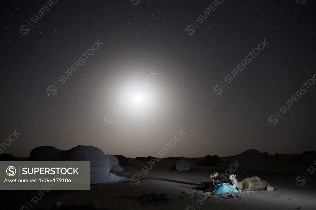 Egypt, White desert, camels sleeping in the desert at night