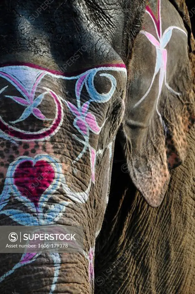 Nepal, Chitwan National Park, details of an elephant head decorated with paintings