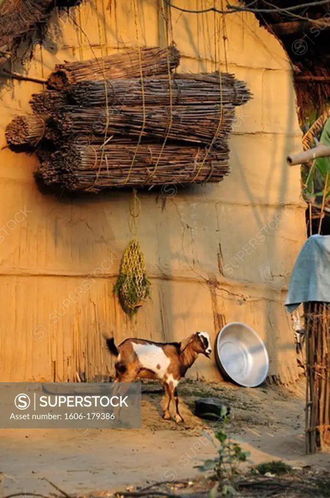 Nepal, Chitwan National Park, a goat is attached in front of a traditional house made of adobe