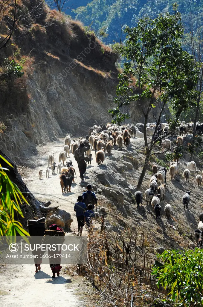 Nepal Annapurnas ring a big herd of goats