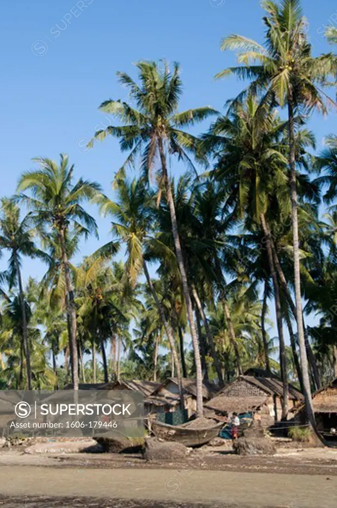 Burma Myanmar Bengal's bay Chaungta beach fishermen village made of bambou huts at the foot of very high palm trees