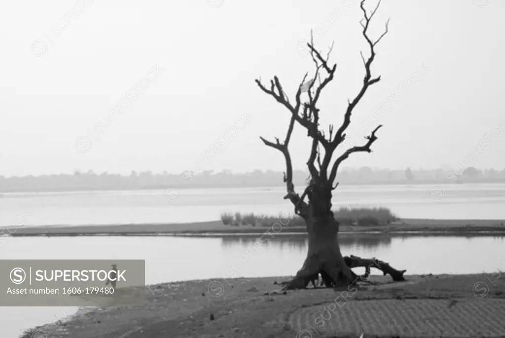 Myanmar Burma MANDALAY a dead tree on the river bank of the IRRAWADY river