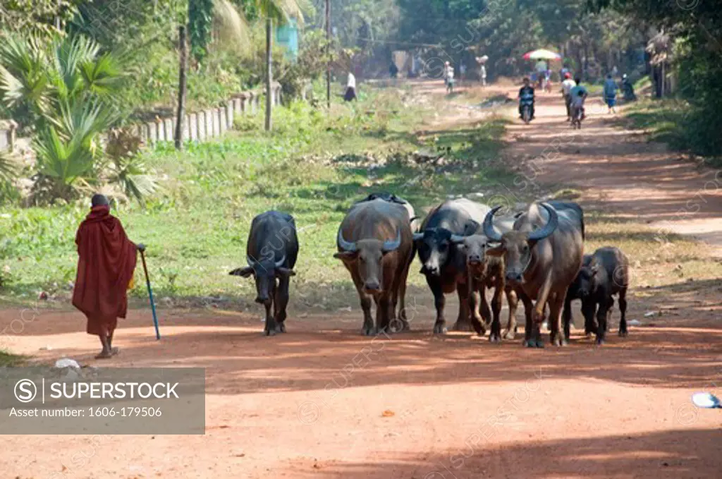 Myanmar Burma BAGO a monk alking with a stick is passing nearby a herd of buffalos