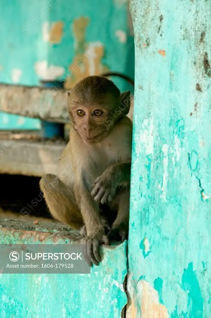 Myanmar Burma MOULMEIN a young rhesus macaque at the yadana temple at MUDON