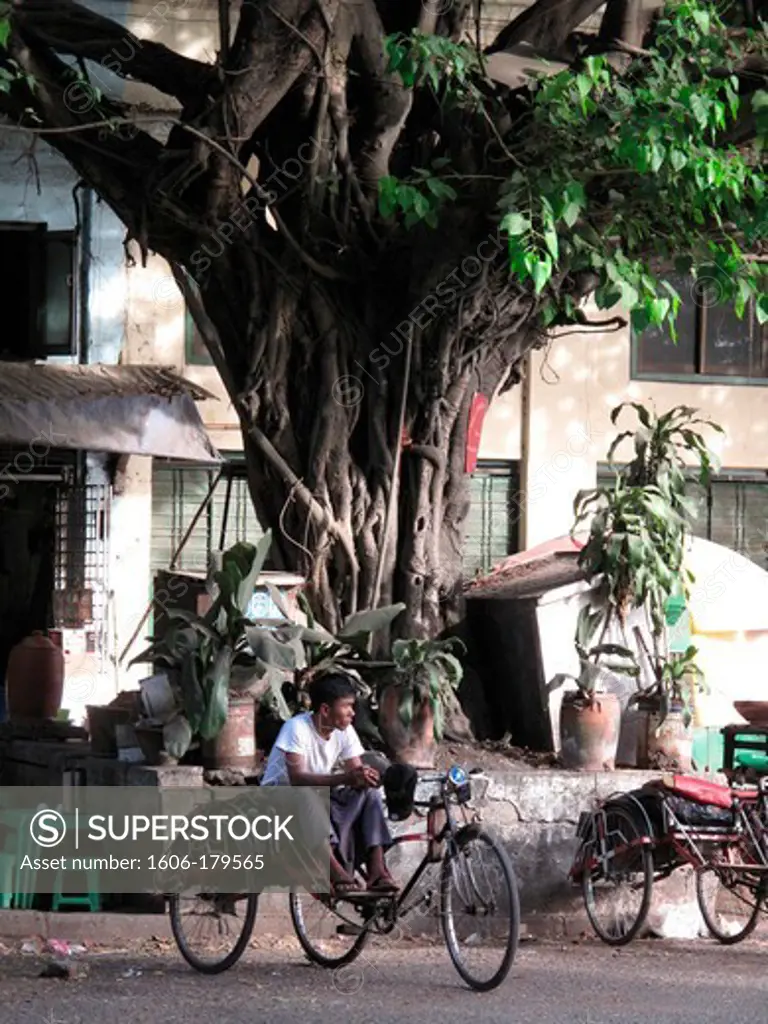 Myanmar Burma Yangon a man is waiting for customers sitting on his rickshaw under a tall banian tree