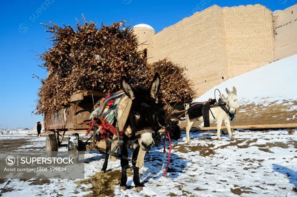 /UZBEKISTAN KHIVA 2 donkeys are pulling a cart full of wood