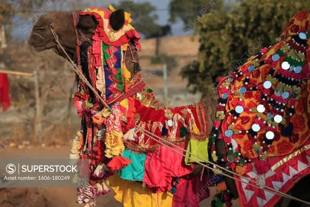 India, Rajasthan, Chittorgarh, camel,