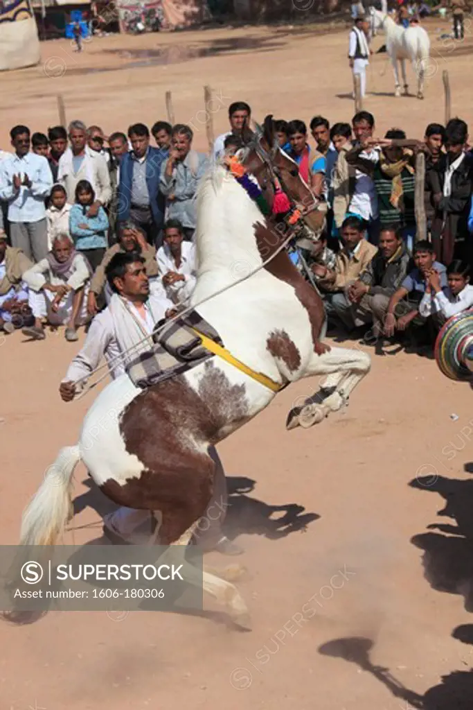 India, Rajasthan, Nagaur, Fair, horse dancing,