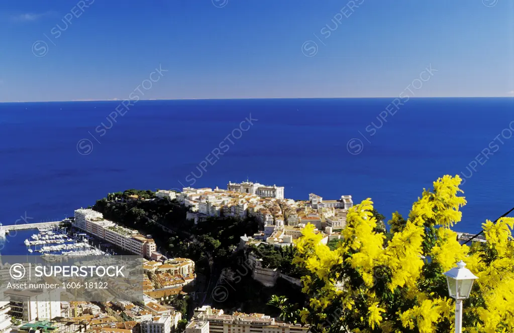 Frenche Riviera, Monaco, seafront, mimosa in foregroud