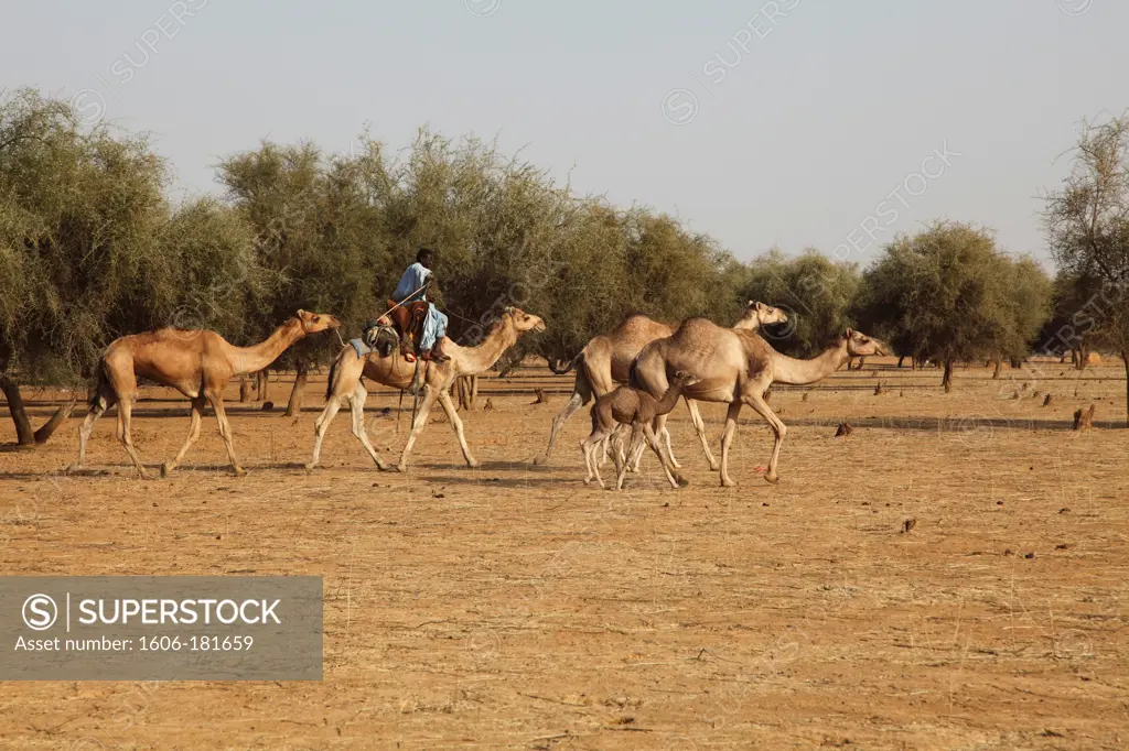 Western Africa, Mauritania, Sénégal river valley, Koundel (Kaedi area)