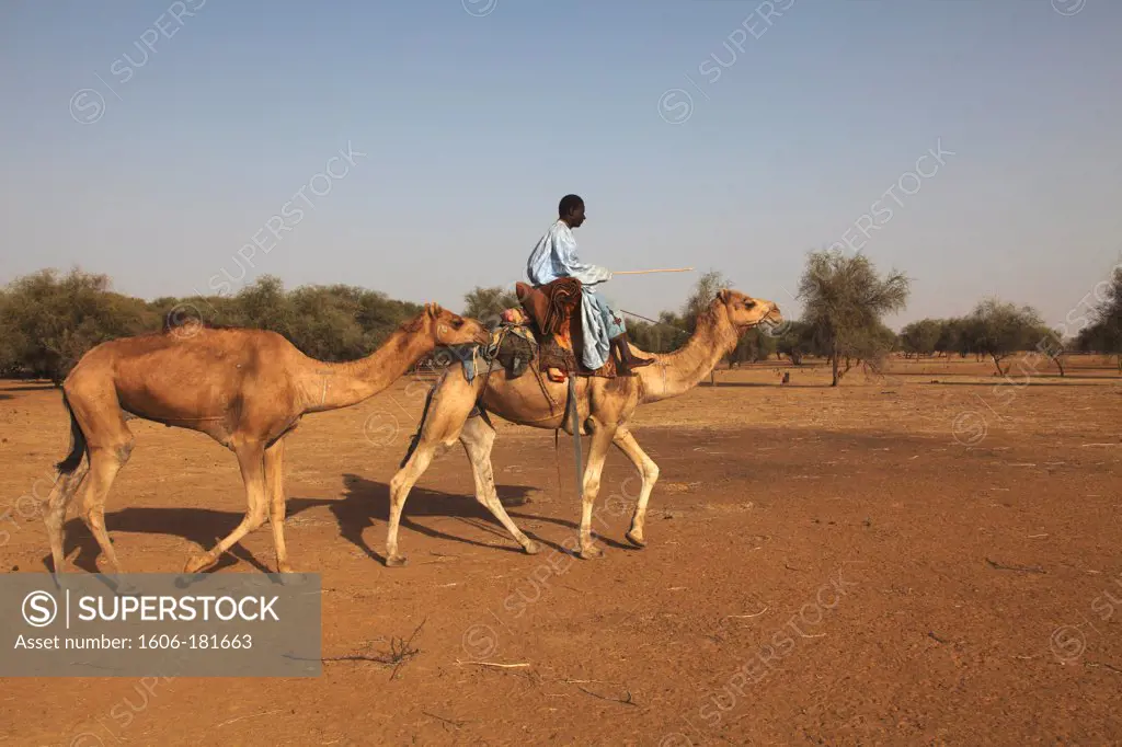 Western Africa, Mauritania, Sénégal river valley, Koundel (Kaedi area)