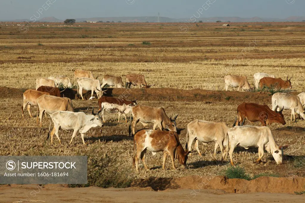 Western Africa, Mauritania, Kaedi area