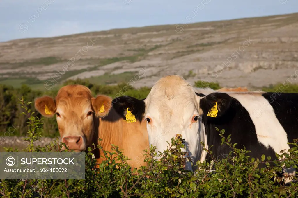 Republic of Ireland,County Clare,Cows