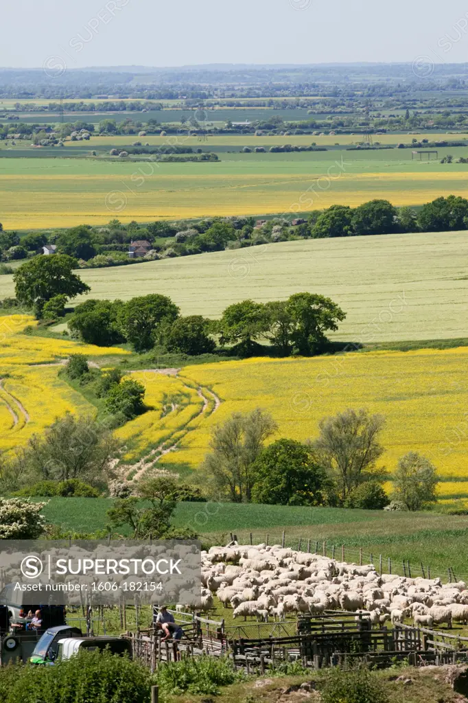 England,Kent,Romney Marsh,Sheep in Pen