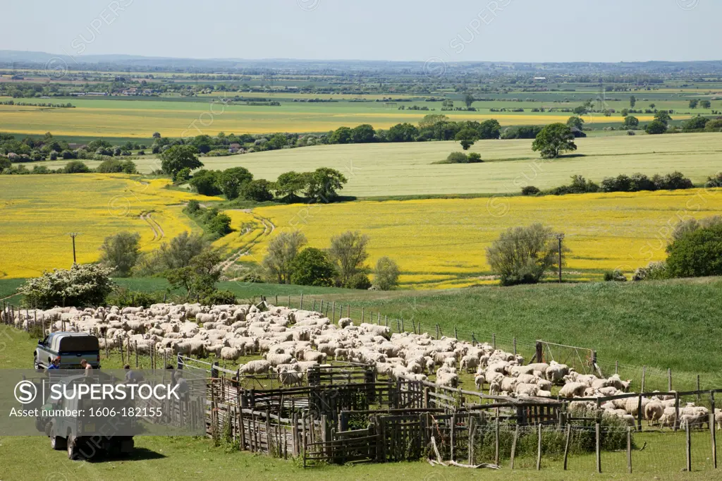 England,Kent,Romney Marsh,Sheep in Pen