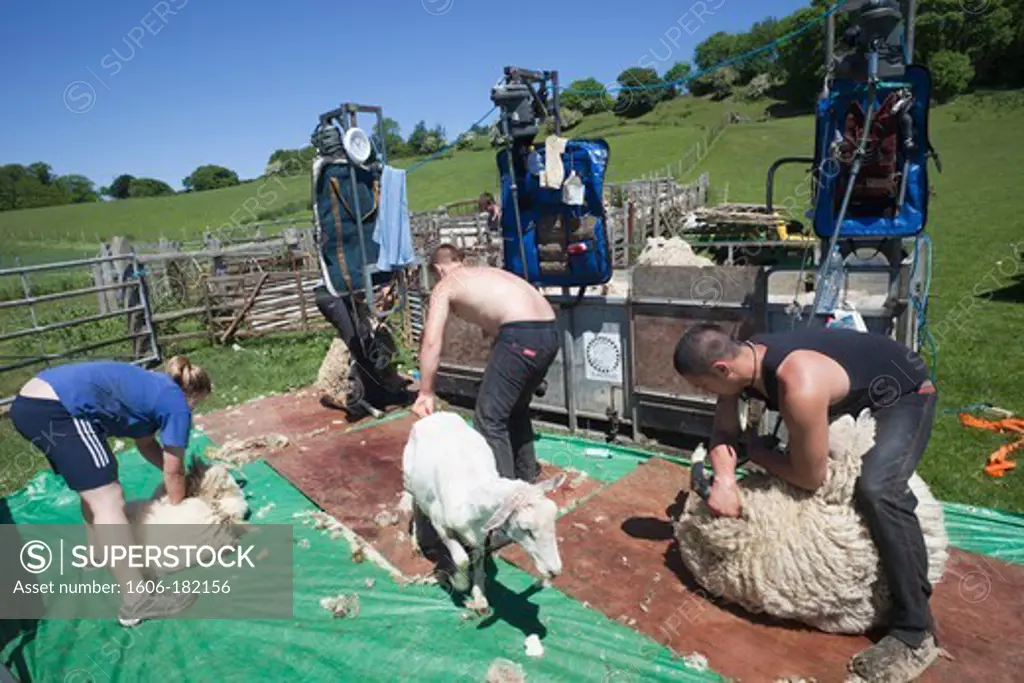 England,Kent,Romney Marsh,Sheep Shearing