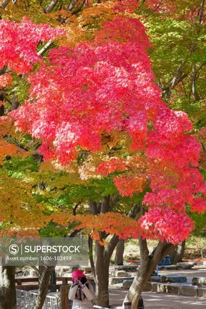 Korea,Gyeongju,Bulguksa Temple,Autumn Leaves