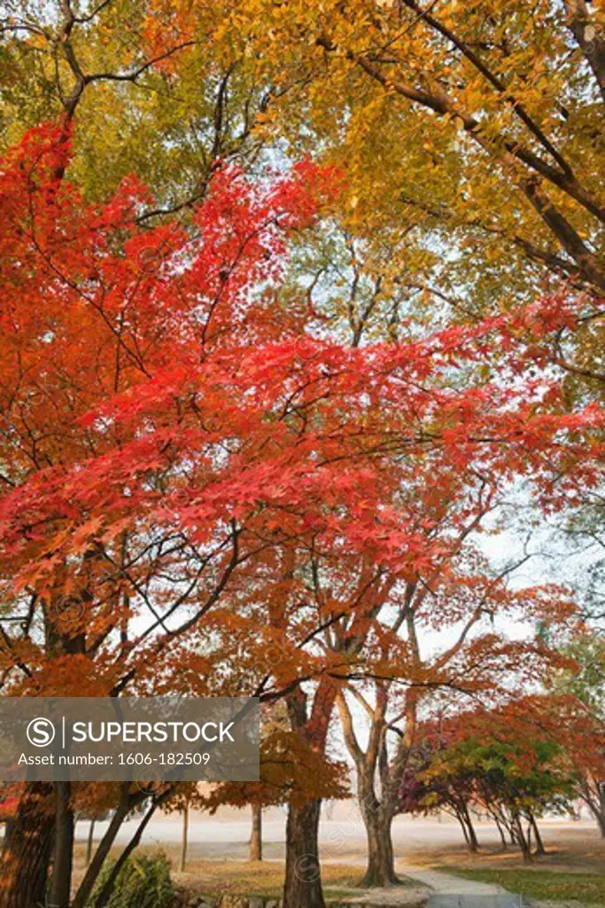 Korea,Gyeongju,Gyerim Forest, Autumn Foliage