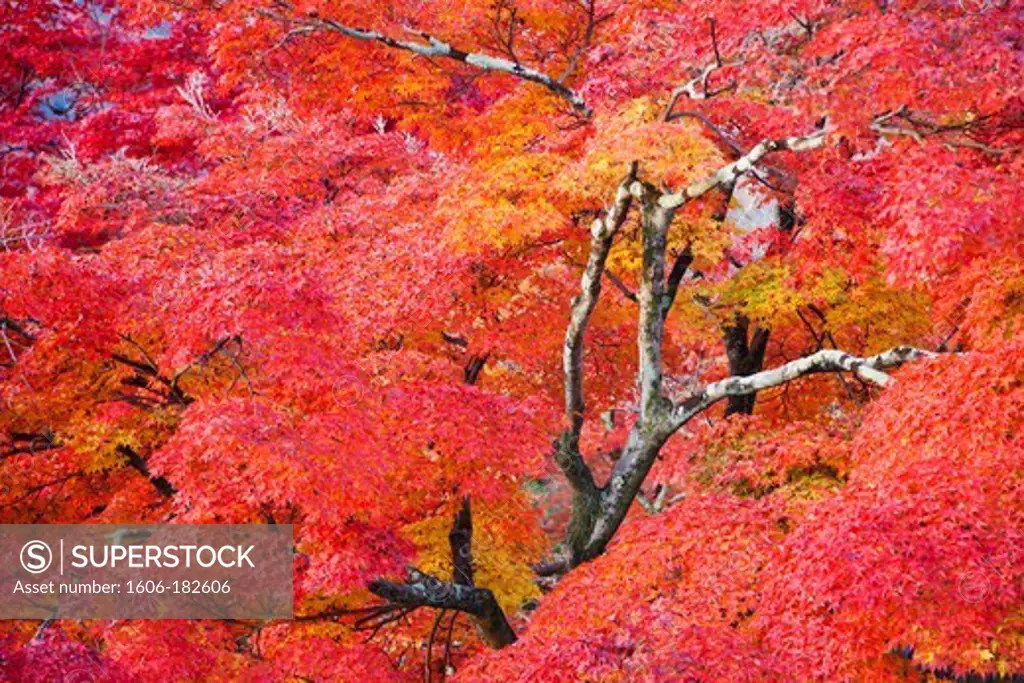 Japan,Kyoto,Arashiyama,Adashino Nembutsu-ji Temple,Autumn Leaves