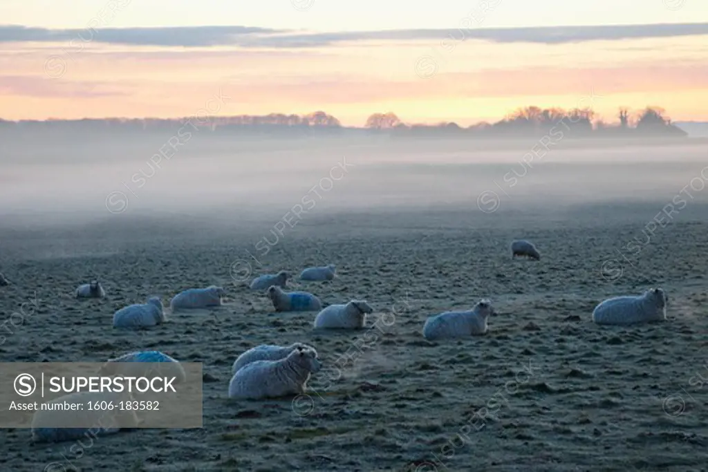 England,Wiltshire,Sheep in Field