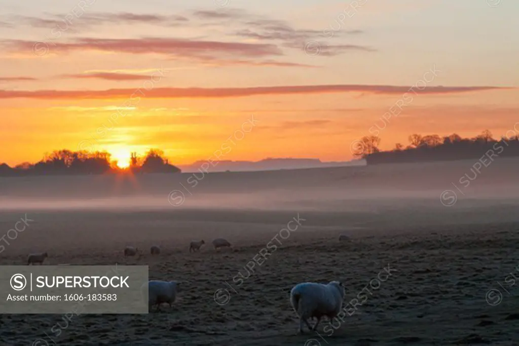 England,Wiltshire,Sheep in Field