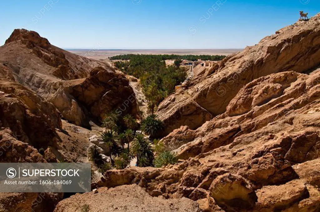 North Africa, Tunisia, Tozeur province, Mountain oasis, Chebika, background the Chott El Gharsa salt lake, the oasis grows thanks to the oued giving water to palm-trees