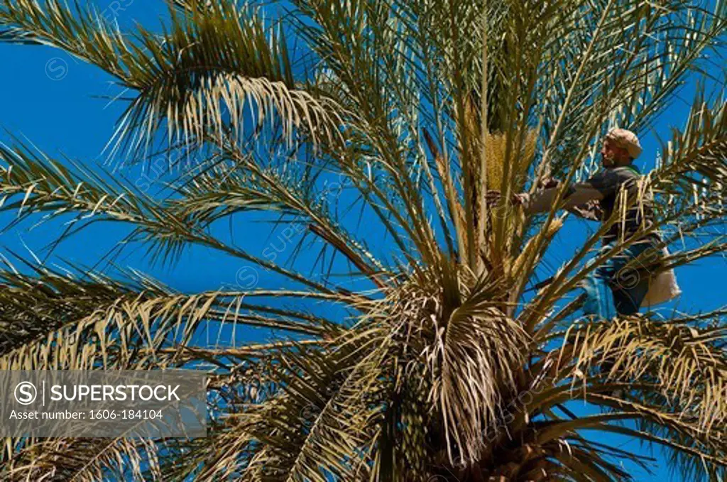 North Africa, Tunisia, Kebili province, Douz, Douz oasis, a worker pollinating dates of the palm trees