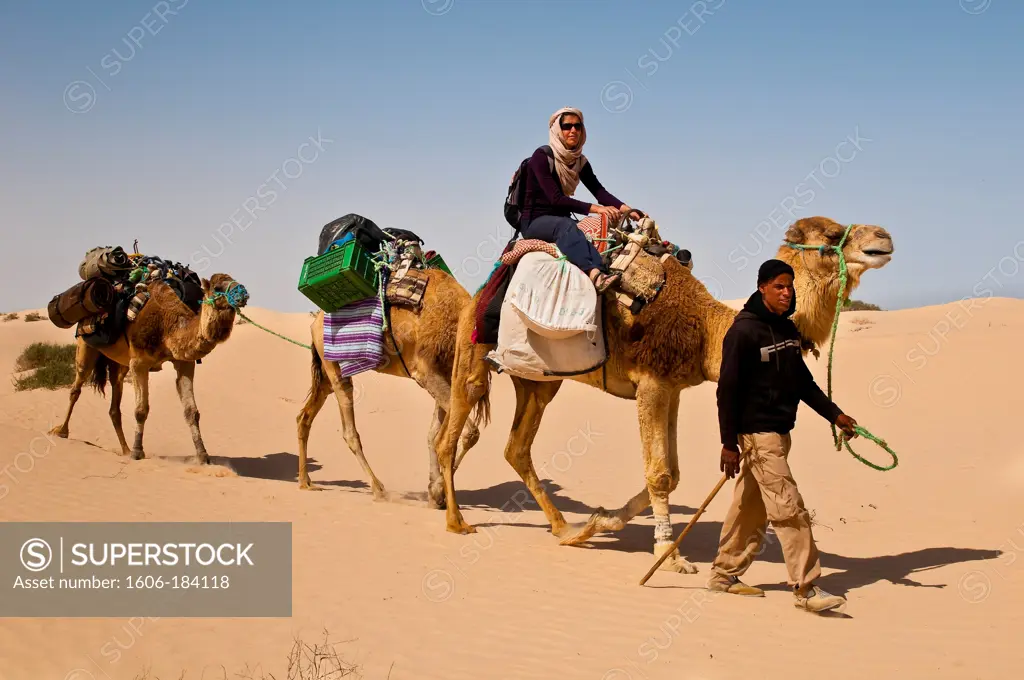 North Africa, Tunisia, Kebili province, Sahara, Sidi Ben Mokhtar desert, the young camel driver Amor with his three camels