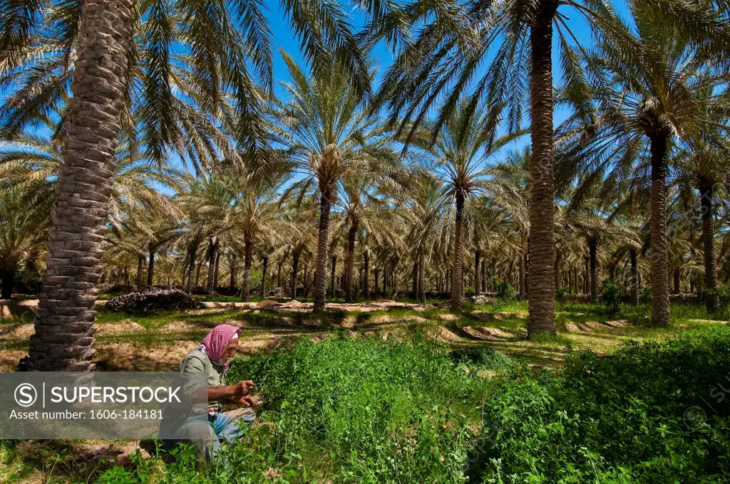 North Africa, Tunisia, Kebili province, Douz, Douz oasis, Ali Ben Hamed cutting weeds of the palm grove