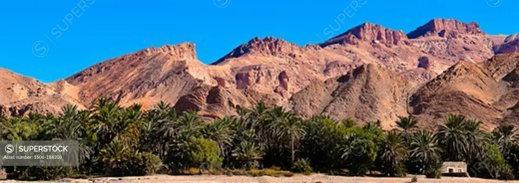 North Africa, Tunisia, Tozeur province, Mountain oasis, Chebika, background the Chott El Gharsa, the oasis grows thanks to the oued giving water to palm-trees