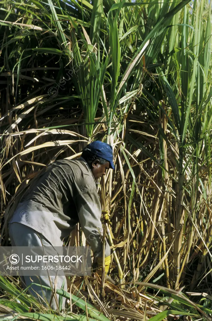 Mauritius, man cutting sugar canes in a field