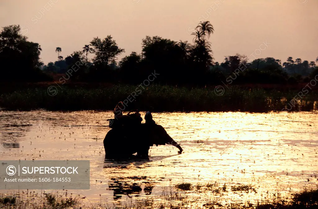 Africa, Botswana, Okavango delta, elephant in the water