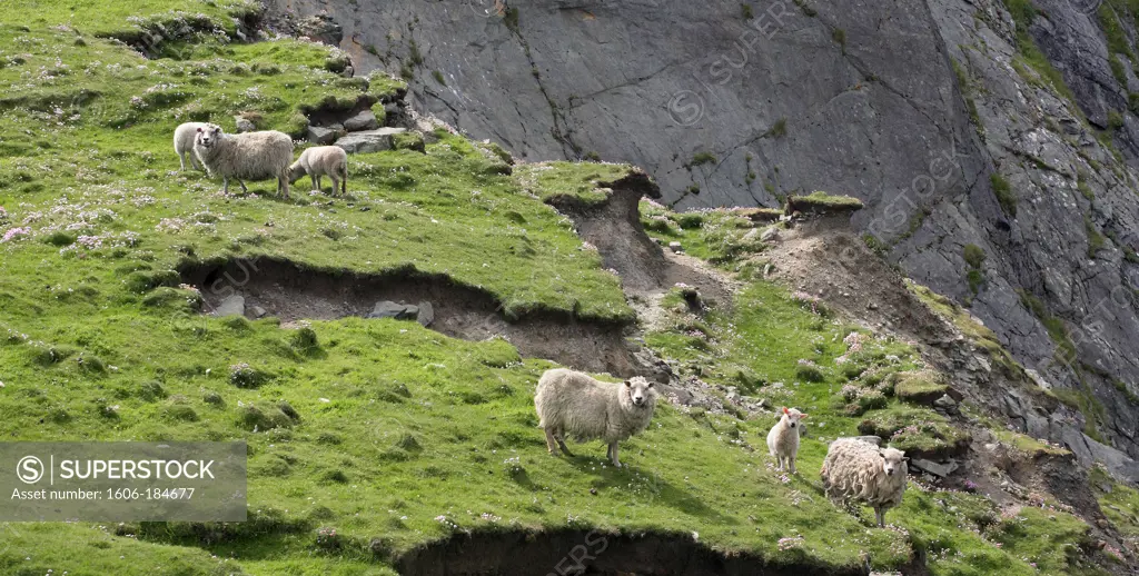 Sheeps, Shetland islands, Scotland, Europe