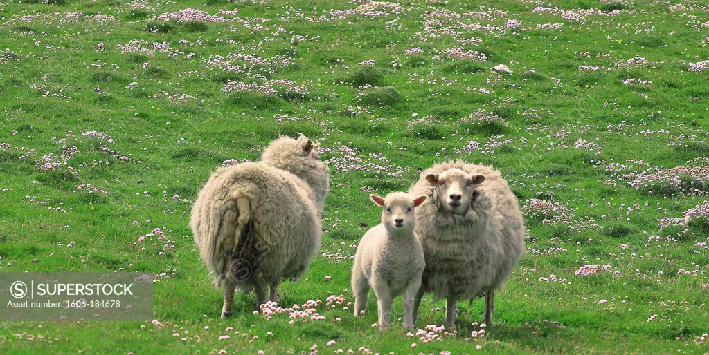 Sheeps and lamb, Shetland islands, Scotland, Europe