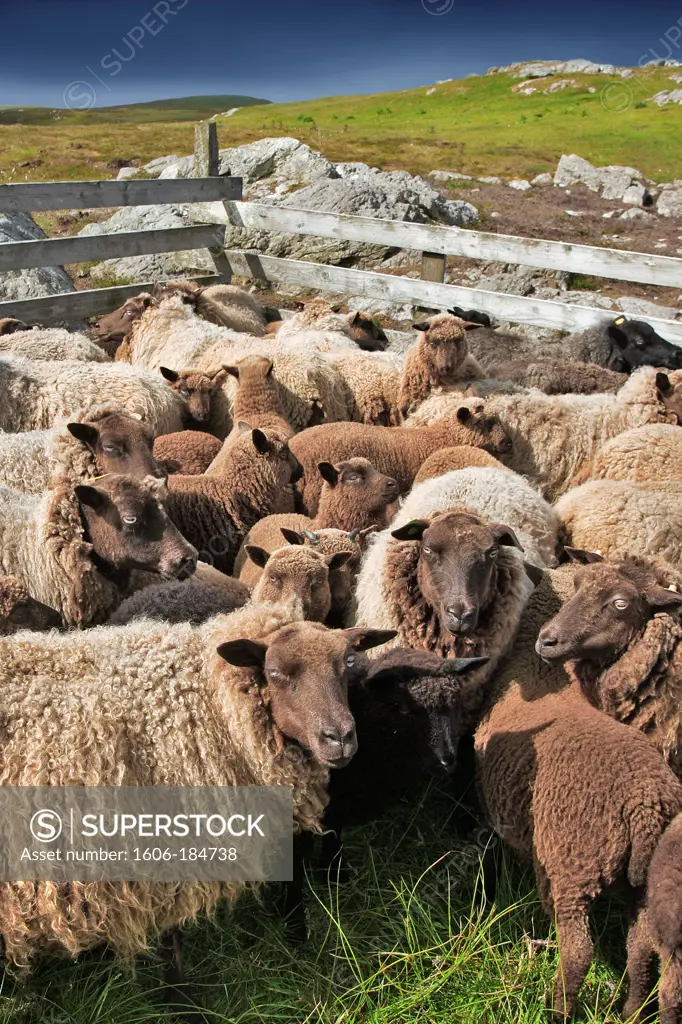 A pen of sheep, Shetland islands, Scotland, Europe