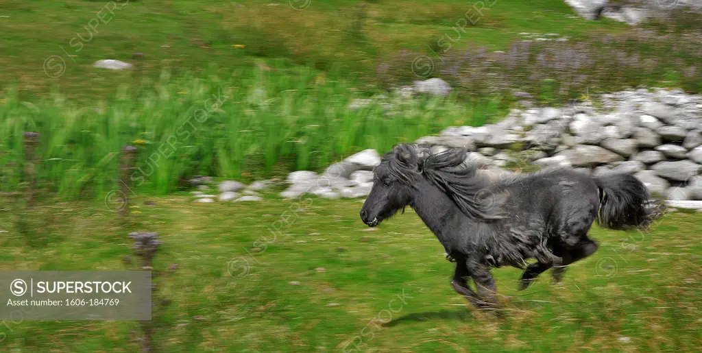 Shetland pony running, Shetland islands, Scotland, Europe