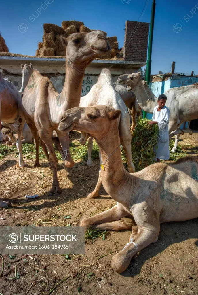 Egypt, Birqash Camel Market, Souq al-Gamaal