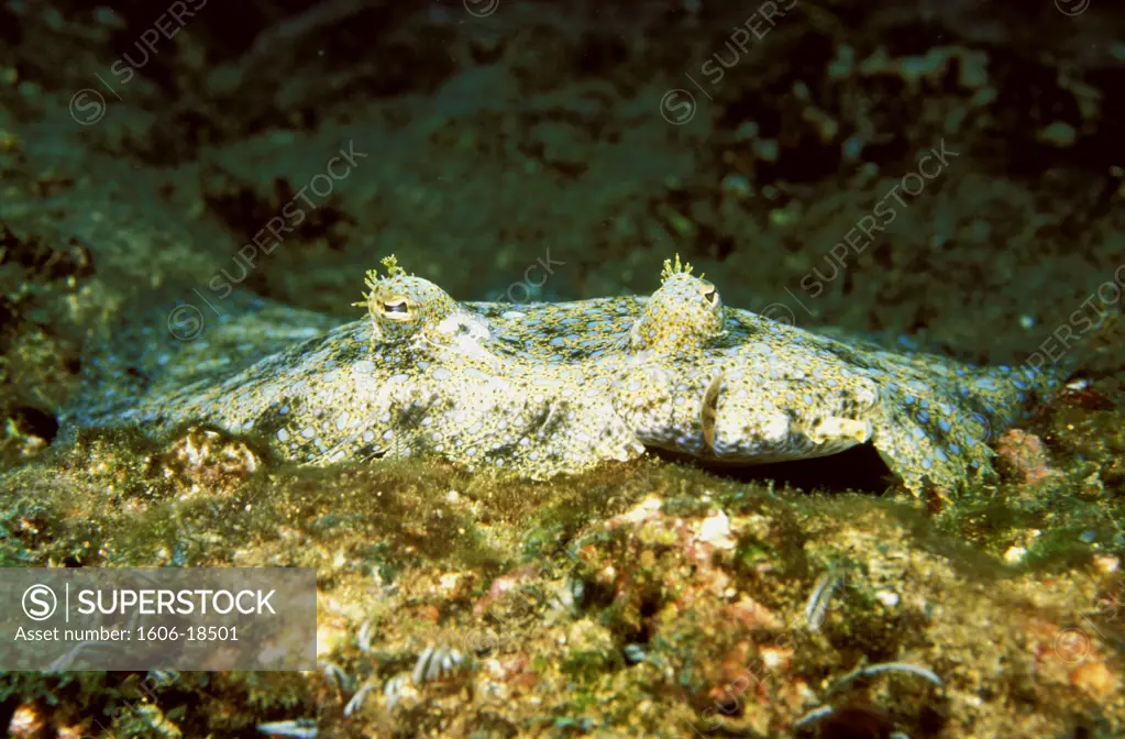 Caribs, sole, close-up, submarine view