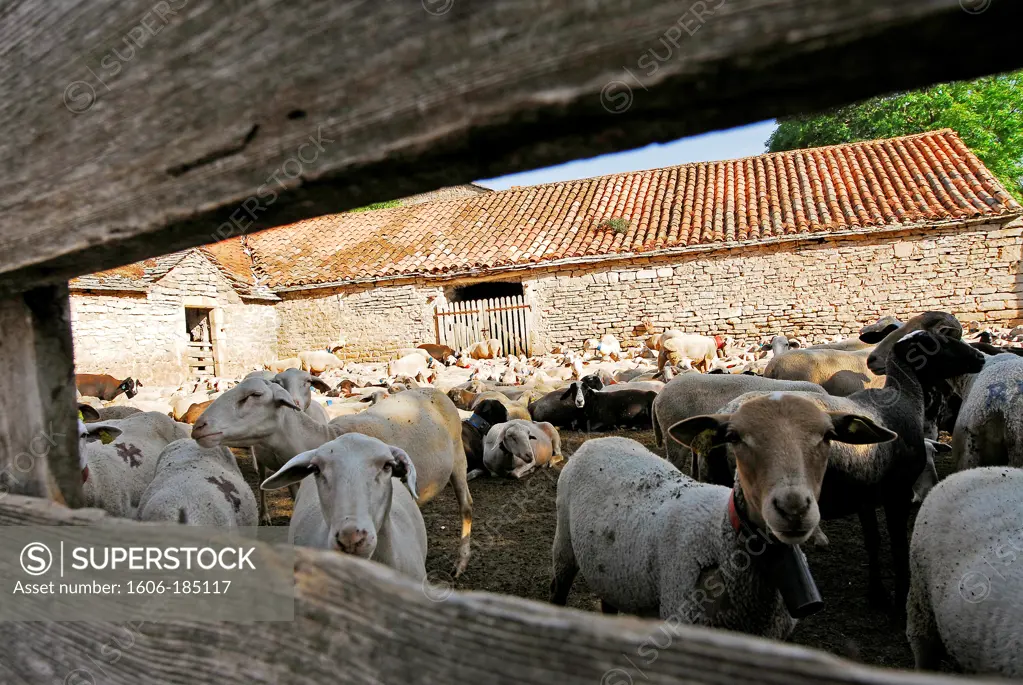 A herd of ewes in farm house in the Aveyron region, France