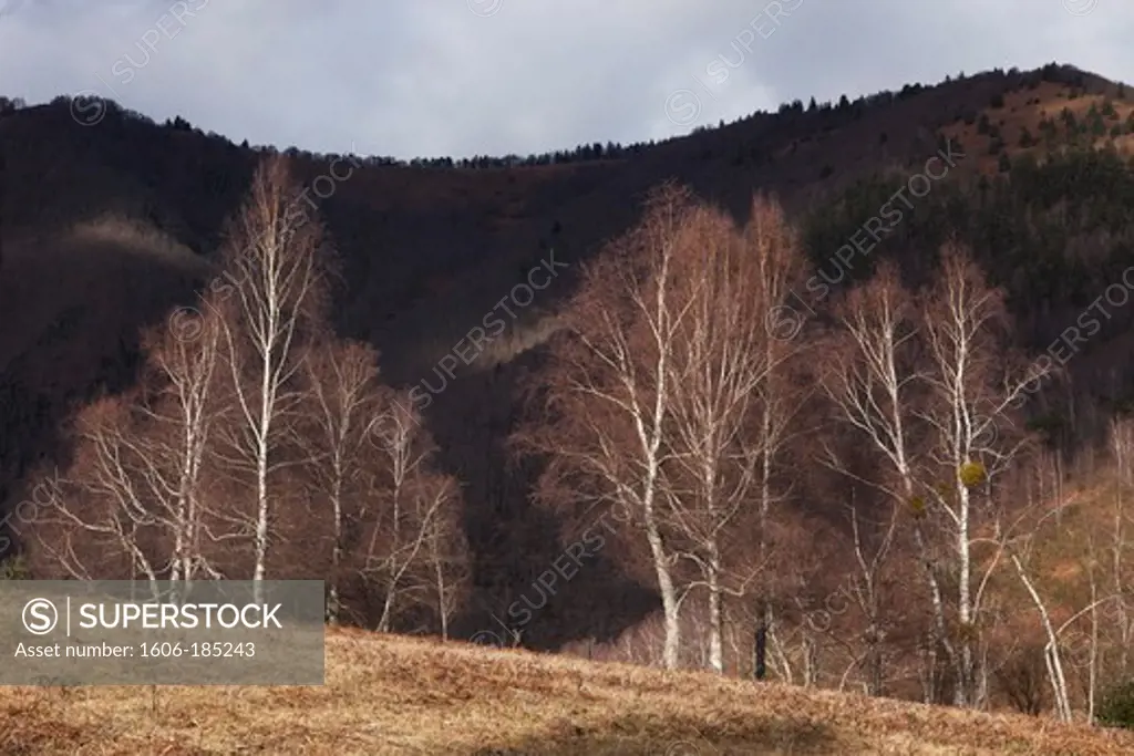 Birch forest in winter,Ariege,France