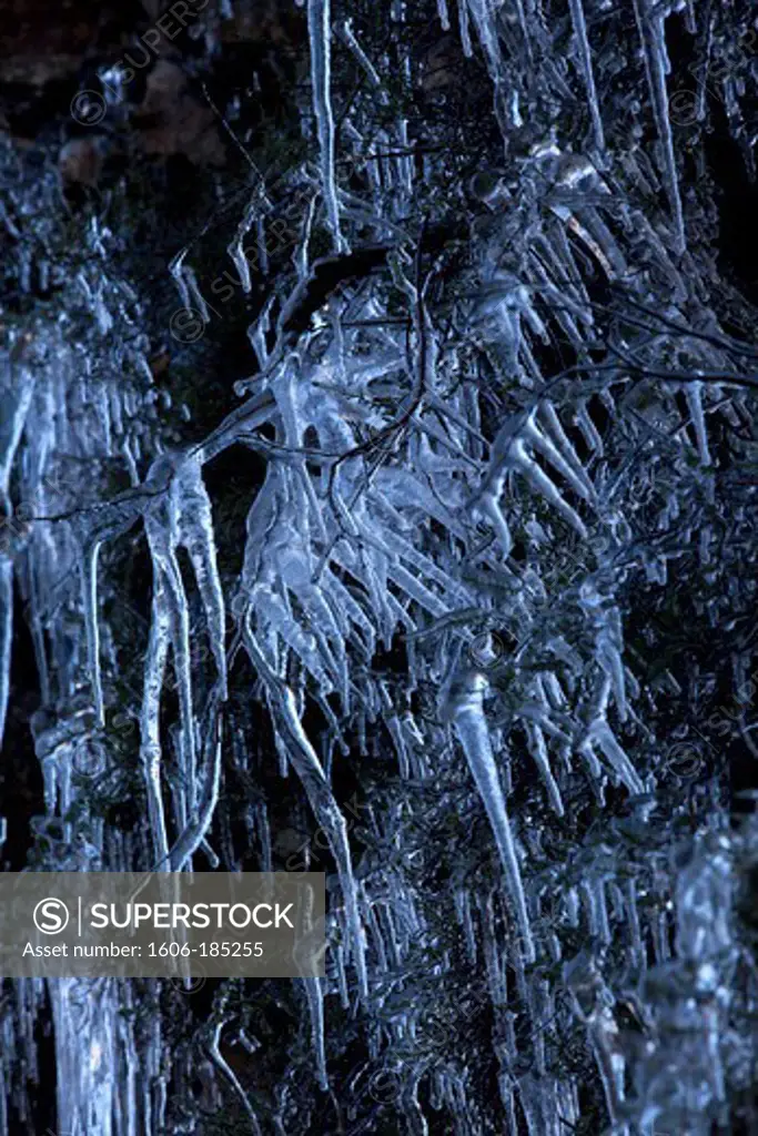 Shrub with stalagtites,Ariege, France