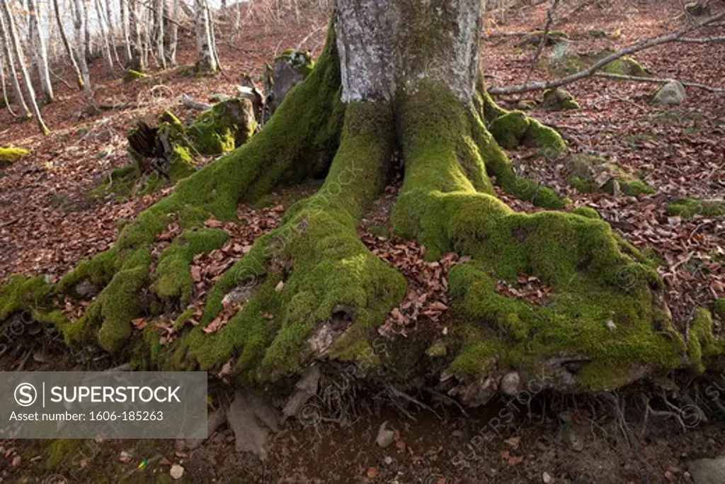 Trunk and roots of Beech mossy