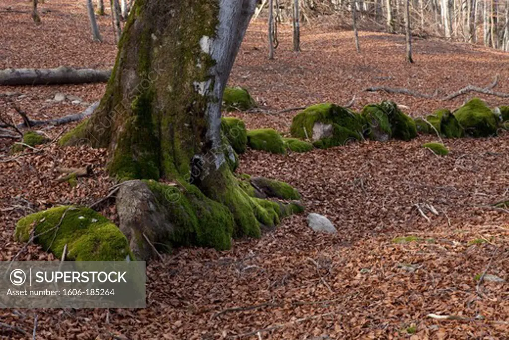 Trunk and roots of Beech and rocks mossy