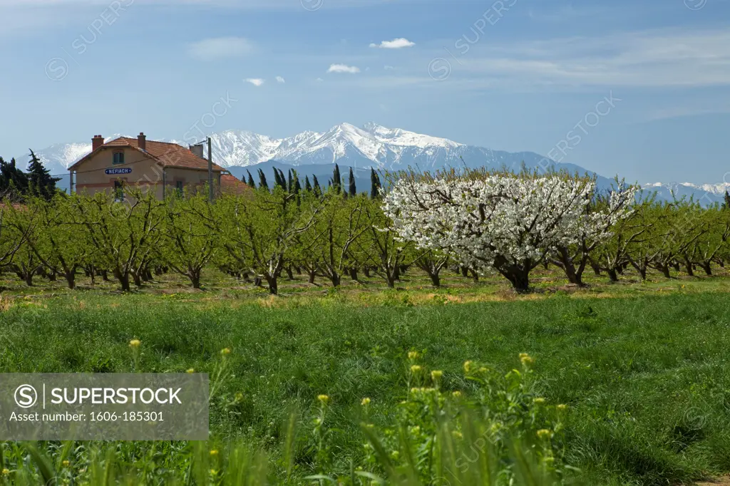 Cherry blosoms at the foothills of the Canigou,Nefiach Railway station Eastern Pyrenees,France,Languedoc-Roussillon