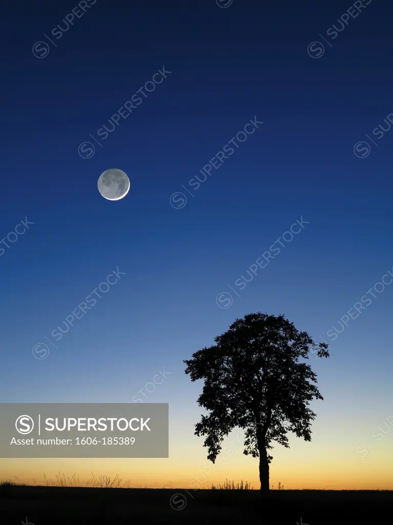 France, Seine et Marne, Moon sunset with tree