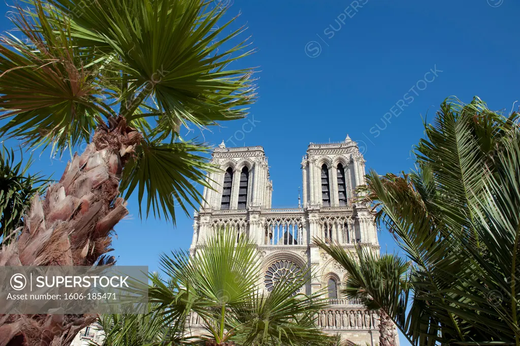 Paris 4 ème district - on May 26th, 2012 palm trees are planted at Notre-Dame-de-Paris to symbolize the problems of the Christian church in the countries of East